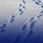 Tornano i Campi SAF on ICE